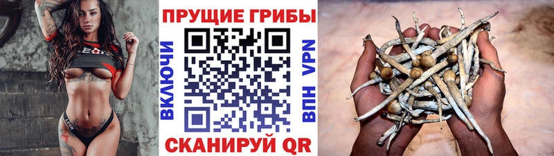 Псилоцибиновые грибы GOLDEN TEACHER Галич